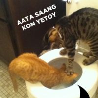Cats Anna Yenar Marathi Memes